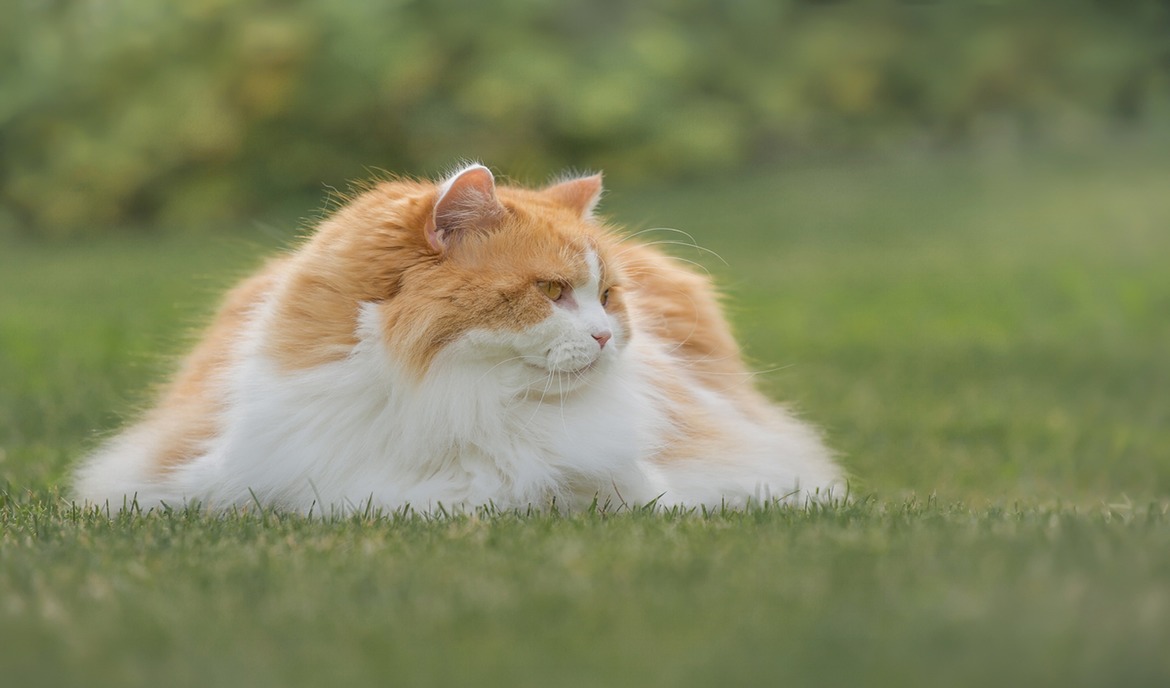 Brittiläinen pitkäkarva: kissanruoka ja rotukuvaus